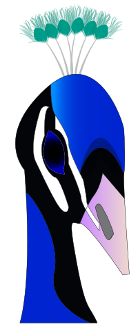 peacock