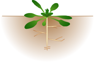 arabidopsis thaliana