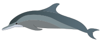 dolphin