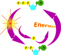 cycle ATP
