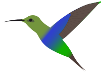 humming-bird