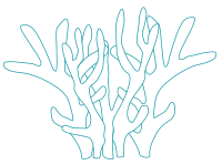 corals