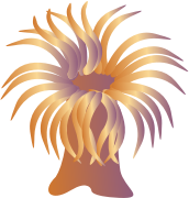 sea â€‹â€‹anemone