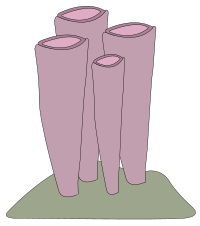 sponge shrimp