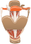 Larynx