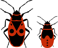 Firebug and his nymph