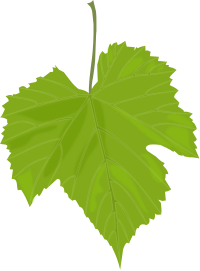 Grape Leaf