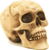 skull