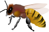 Honeybee