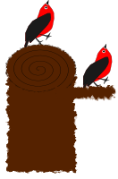 birds