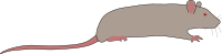 Rat by Rones