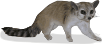 ringtail - Bassariscus Astutus