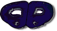 Coronal Section Rat Brain