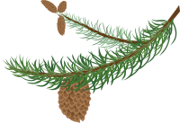 fir branch with cones