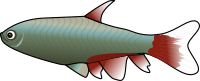 BloodFin Tetra