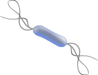 Listeria