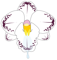 wild Orchid