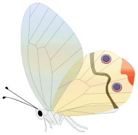 transp butterfly