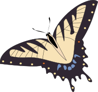 butterfly papillon