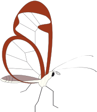 butterfly papillon