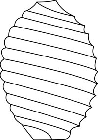 Charophyta