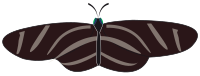 butterfly zebra long wing
