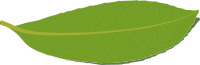 Laurel leaf