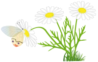 a butterfly on a daisy