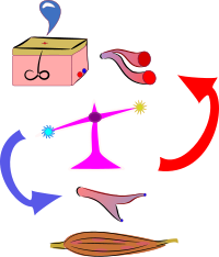 Thermoregulation