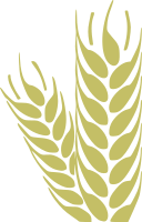 Wheat - Trigo