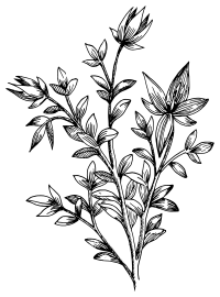 Rhatany