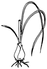 Star of Bethlehem 3