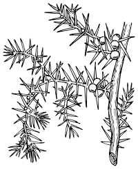 Subulate