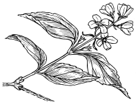 Syringa
