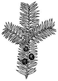 Yew