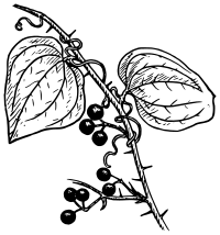 Smilax