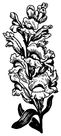 Snapdragon
