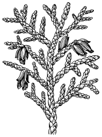 Thuya