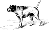 Darwin Expression of Emotions