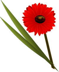 red flower