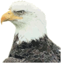 bald eagle