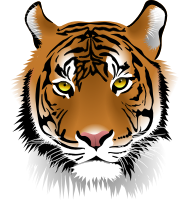 Tiger Face