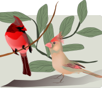 Two Birds