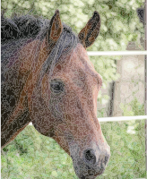 Horse