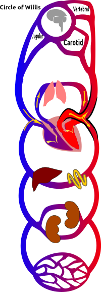 Circulation