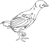 Little Chicken