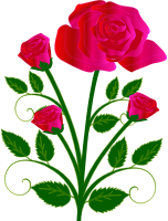 rose