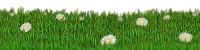 meadow