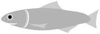 Anchovy Fish
