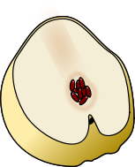 Membrillo